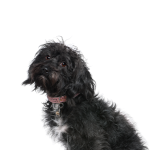 Petland Texas Schnoodle