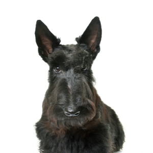 Petland Texas Scottish Terrier