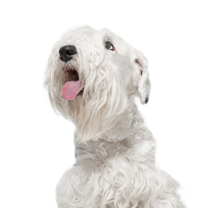 Petland Texas Sealyham Terrier