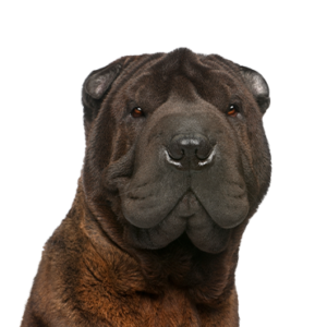 Petland Texas Shar-Pei