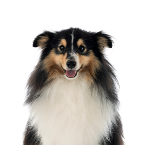Petland Texas Shetland Sheepdog