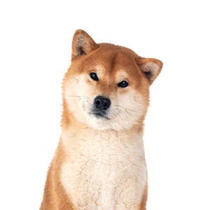 Petland Texas Shiba Inu