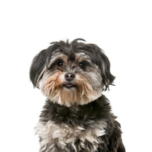 Petland Texas Shih Poo