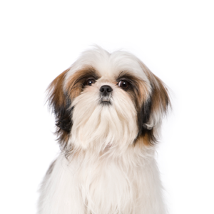 Petland Texas Shih Tzu