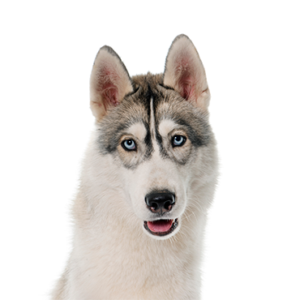 Petland Texas Siberian Husky