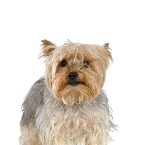 Petland Texas Silky Terrier