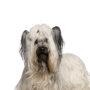 Petland Texas Skye Terrier