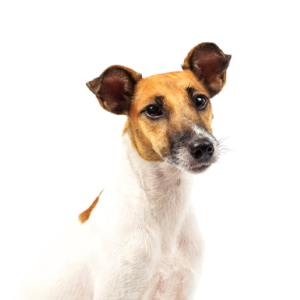 Petland Texas Smooth Fox Terrier