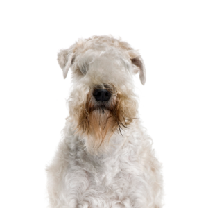Petland Texas Soft Coated Wheaten Terrier