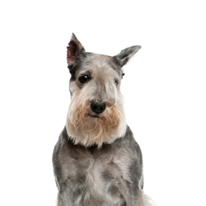 Petland Texas Standard Schnauzer
