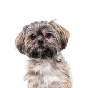 Petland Texas Teddy Bear