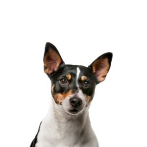 Petland Texas Toy Fox Terrier