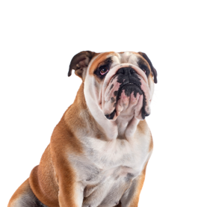 Petland Texas Victorian Bulldog