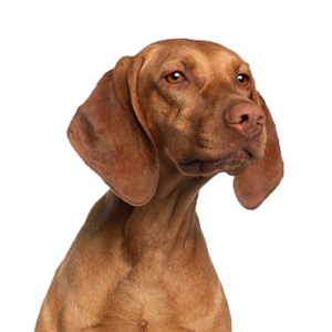 Petland Texas Vizsla