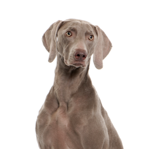 Petland Texas Weimaramer