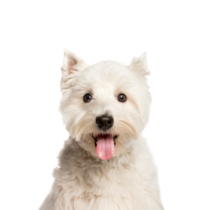 Petland Texas West Highland Terrier