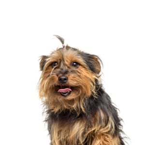 Petland Texas Yorkie-Chon