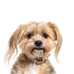 Petland Texas Yorkiepoo