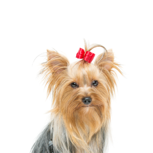 Petland Texas Yorkshire Terrier