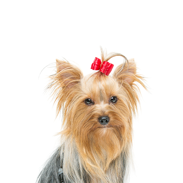 Cachorro Yorkshire Terrier en venta