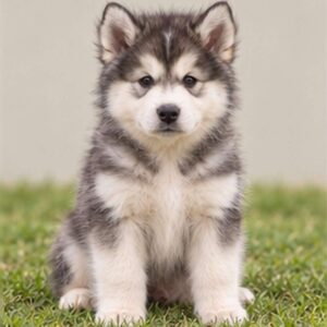 Large, fluffy gray and white dog standing proudly with a strong gaze