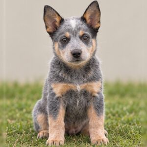 Blue-coated dog with erect ears, standing alert in grassy field