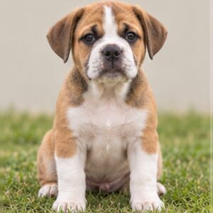 A small, muscular dog with a short brindle coat sitting attentively