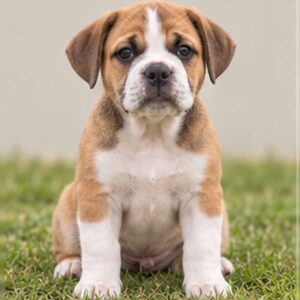 A small, muscular dog with a short brindle coat sitting attentively