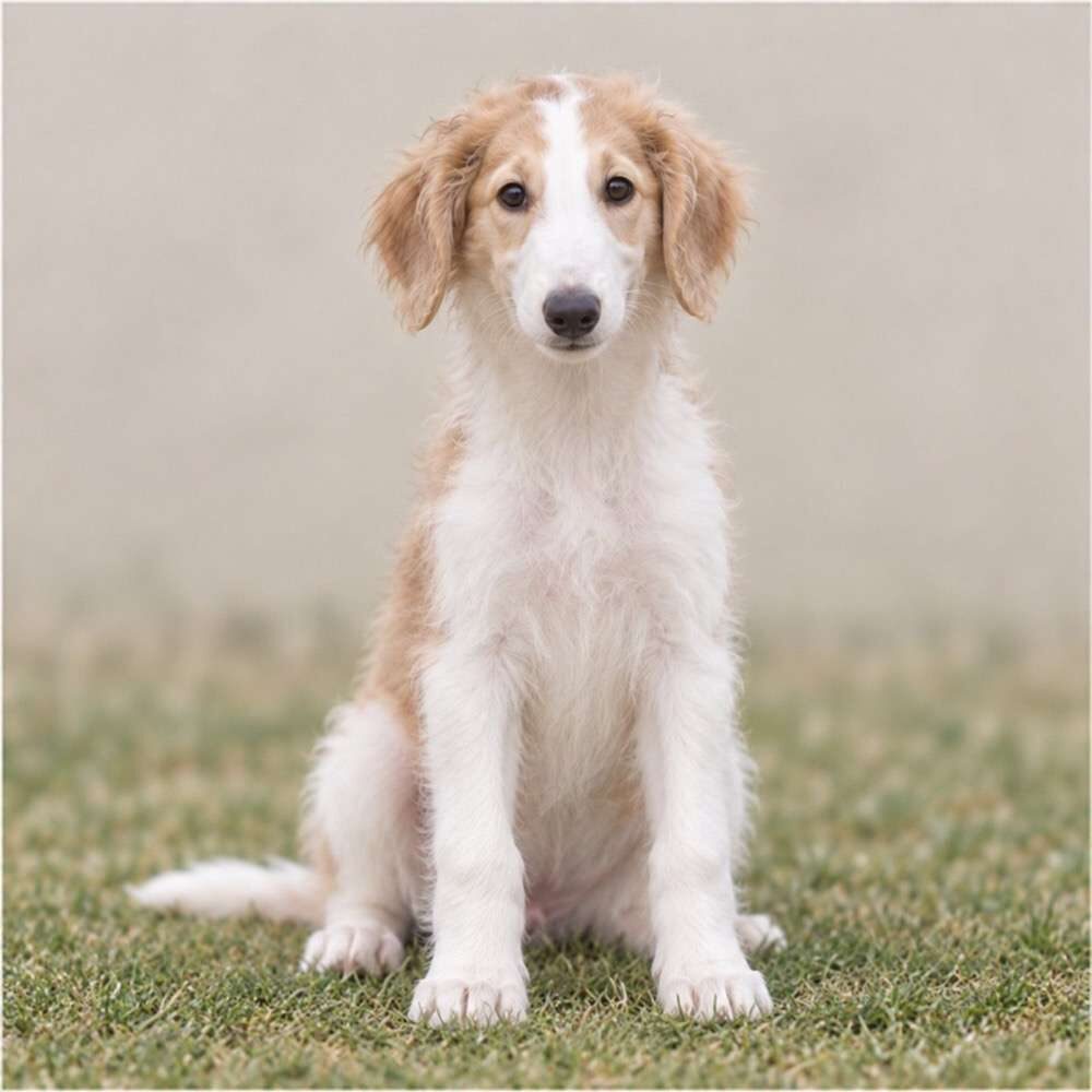 A tall, elegant Borzoi with a flowing, silky white coat sitting gracefully