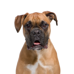 Petland Texas Boxer