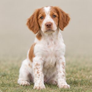 A lively orange and white dog standing gracefully in a field