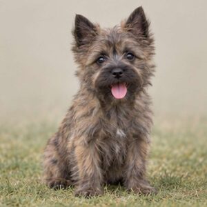 Scruffy, brown fur with perky ears and a playful stance