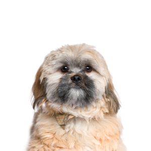 Petland Texas Cavachon