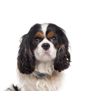 Petland Texas Cavalier King Charles Spaniel