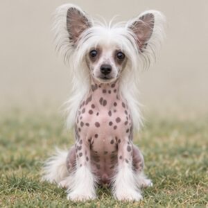 Hairless dog with exposed skin, fluffy crest on head, standing proudly