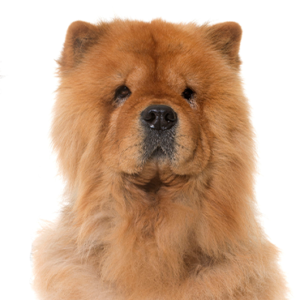 Petland Texas Chow Chow