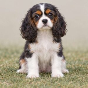 Fluffy, medium-sized dog with a golden and black coat, sitting attentively