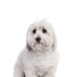 Petland Texas Coton De Tulear