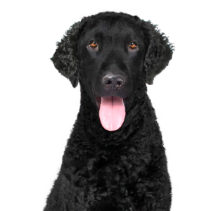Petland Texas Curly-Coated Retriever