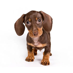 Petland Texas Dachshund