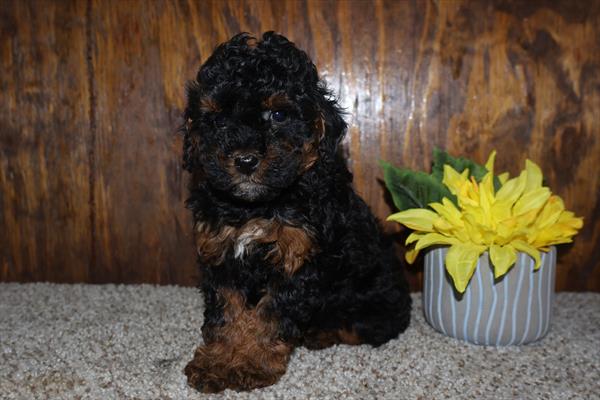 Poodle Image #1