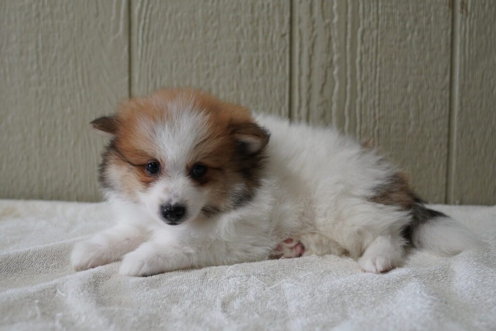 Pomeranian Image #1