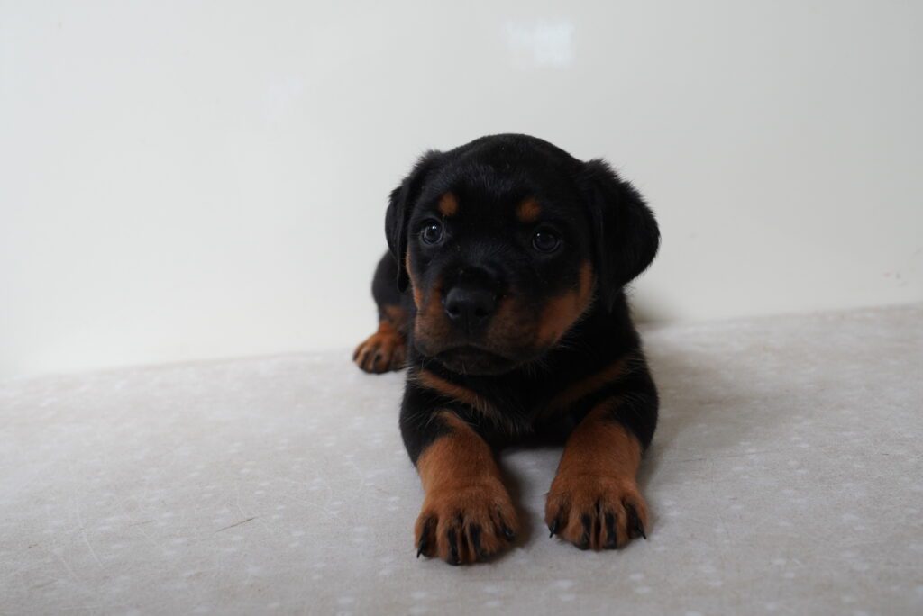 Rottweiler Image #1