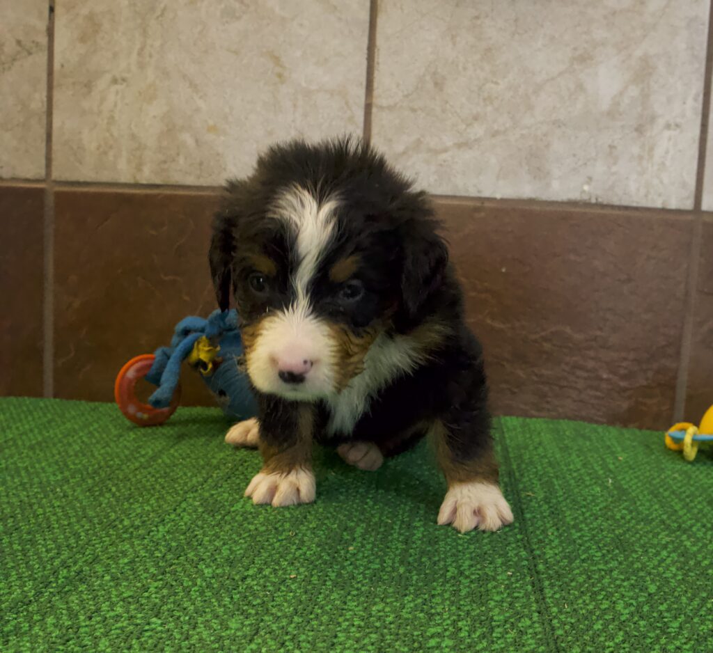 Bernese Mountain Dog Image #1