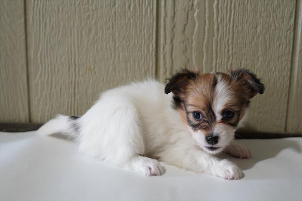 Papillon Image #1