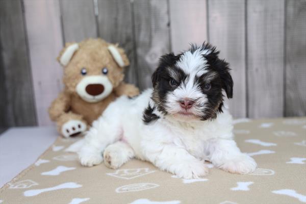 Havanese Image #1