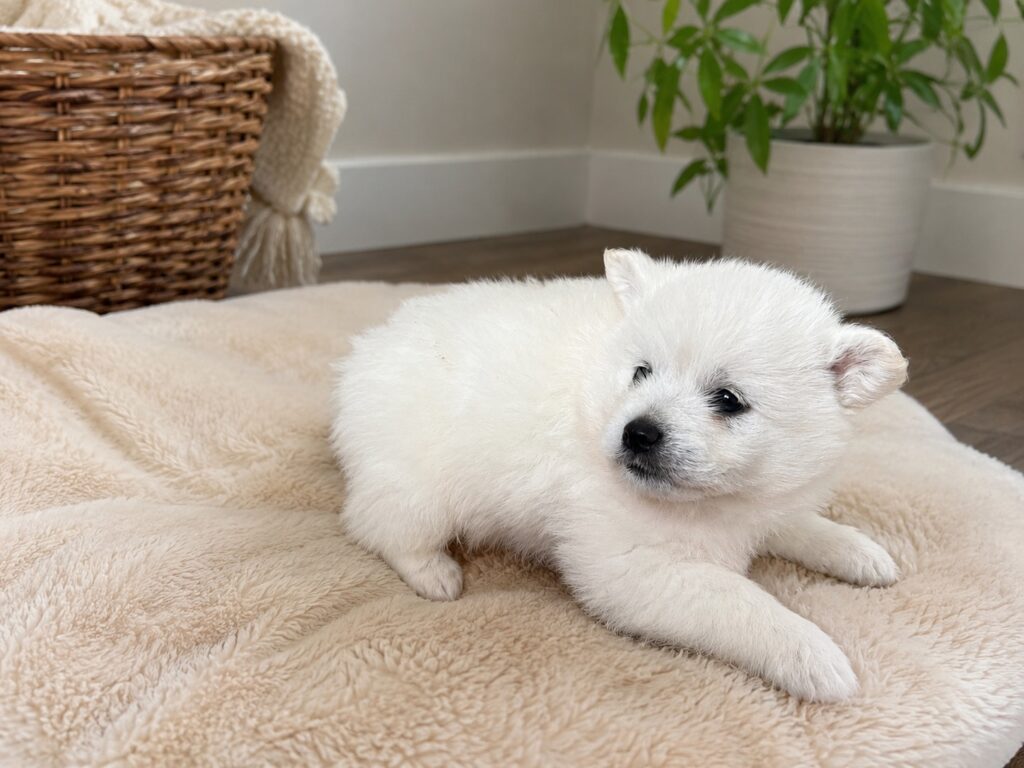 Shibapoo Image #1