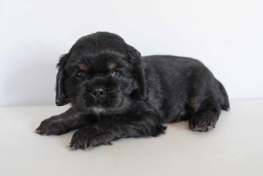 Diesel - Cocker Spaniel