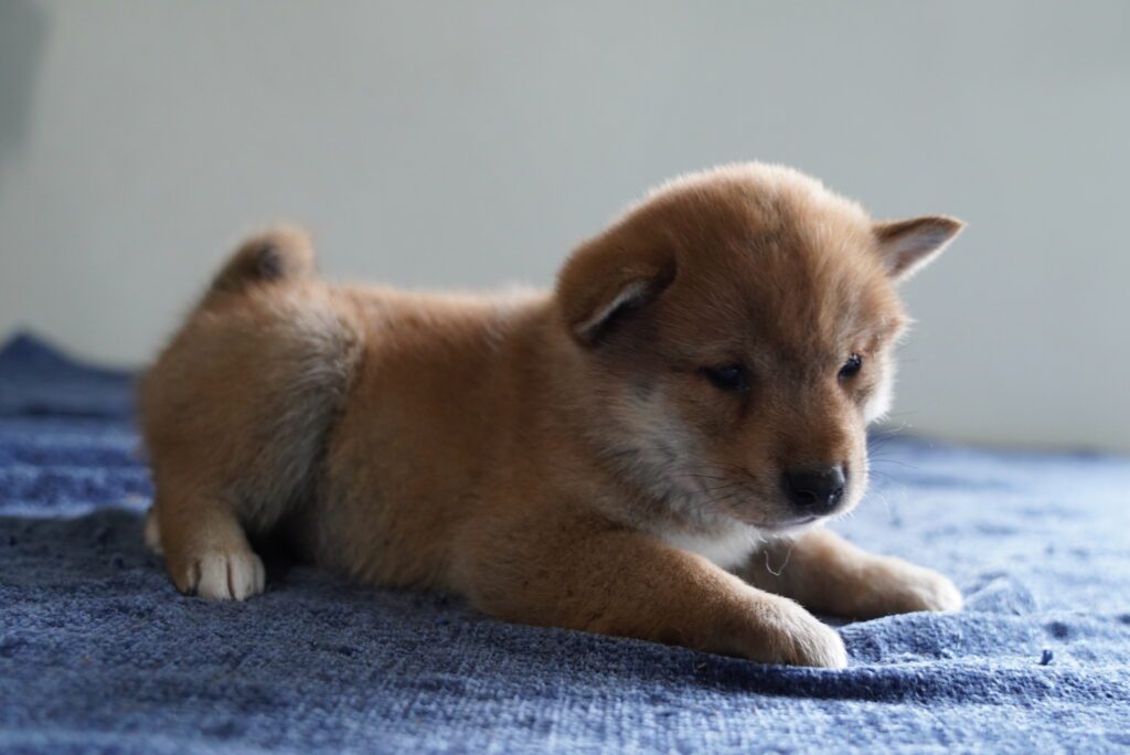 Shiba Inu Image #1