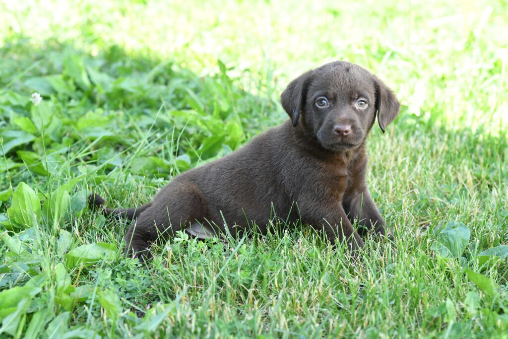 Labrador Retriever Image #1